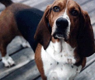 cute basset hound image