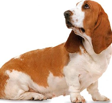 Basset Hound Picture