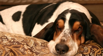 basset hound pictures