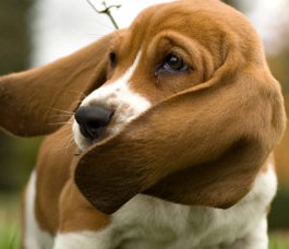 basset hound puppy photo