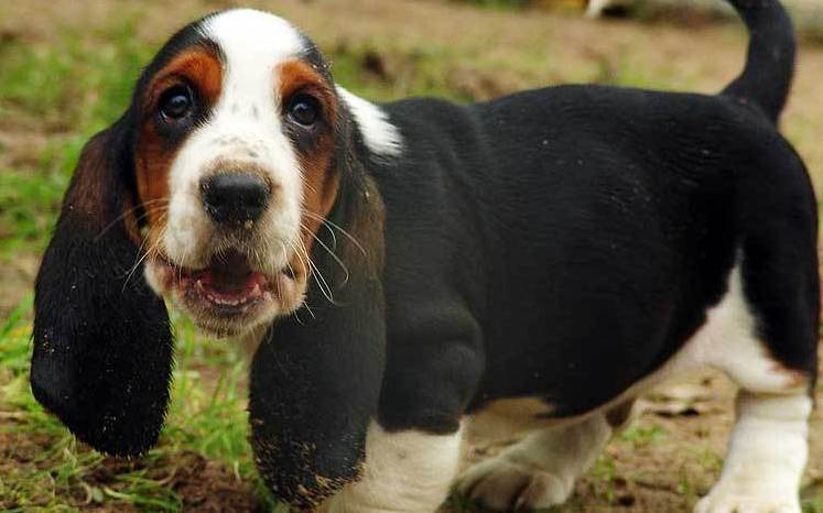 basset hound puppy picture