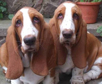 basset hounds picture