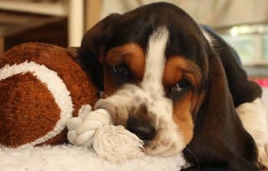 basset puppy picture