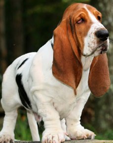 cute basset hound puppy