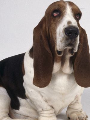 image of basset hound