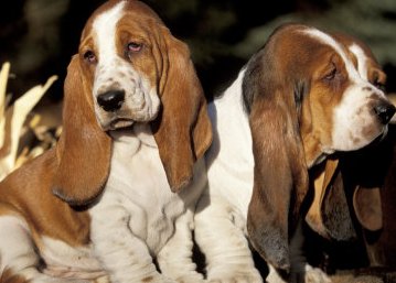 pictures of basset hounds