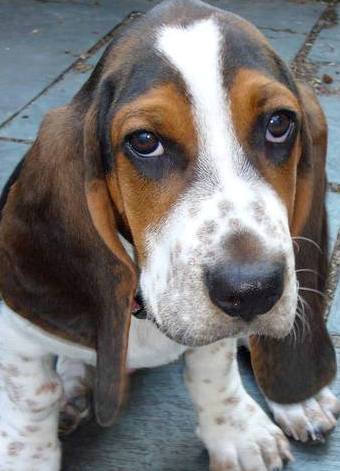 basset hound