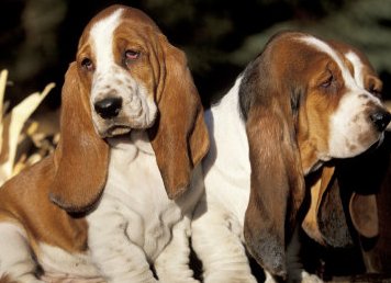 basset hounds