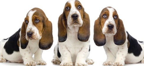 basset hound dogs