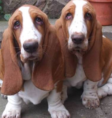 basset hound pictures