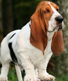 basset hound wallpaper