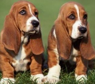 basset puppies