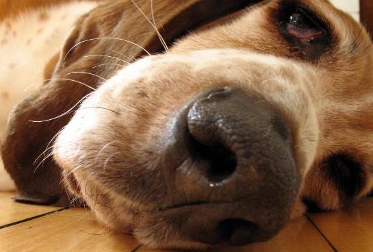 brown basset hound