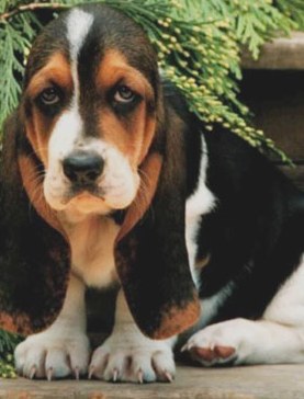 cute basset hound