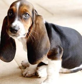 hound puppy