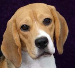 beagle breed picture