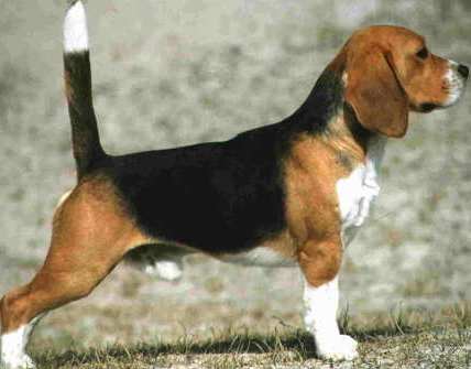 beagle photo