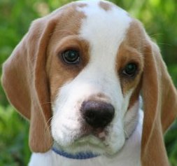 beagle picture