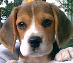 cute beagle photo