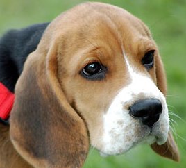 english beagle picture