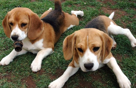 picture of beagles