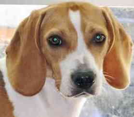 tan beagle image