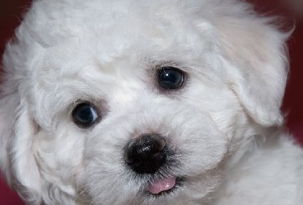 bichon frise photos