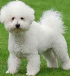 bichon frise image