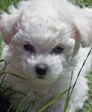 bichon frise mix photo