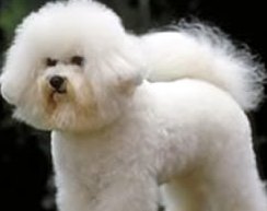 bichon frise picture