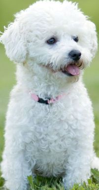 bichon frise puppy picture