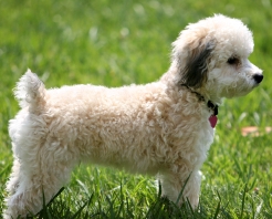 bichon puppy picture