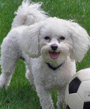 cute bichon frise picture