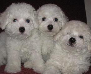 pictures of bichon frise