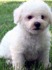 puppy bichon frise image