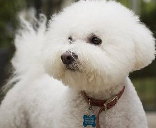 white bichon frise photo