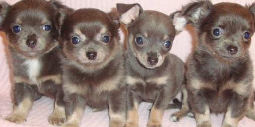 blue applehead chihuahuas