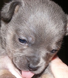 blue chihuahua puppy