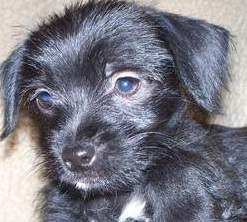 Chihuahua Poodle Mix