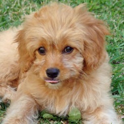 doxie poodle