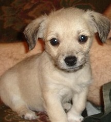 Chihuahua Poodle Puppy