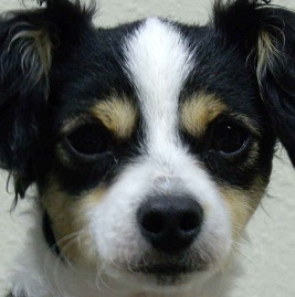 Chihuahua Poodle