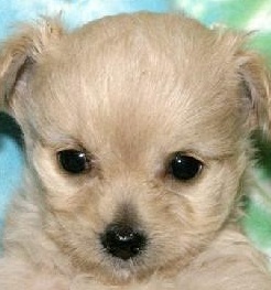 Cute Chihuahua Poodle 