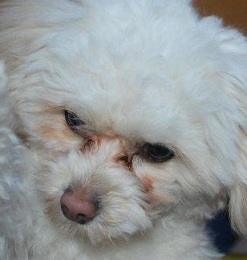 white Chihuahua Poodle 