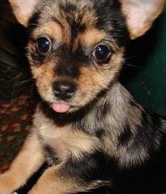 chihuahua yorkie puppy