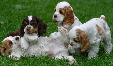 cocker spaniel puppies
