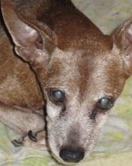 deer head chihuahua picture
