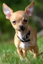 deer head chihuahua