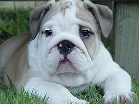 english bulldog puppy