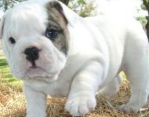 english bulldog